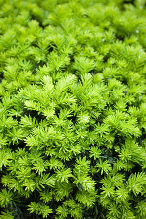 green leaves の写真素材