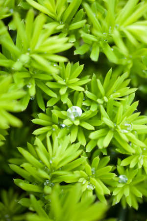 green leaves の写真素材