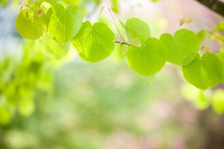 green leaves の写真素材