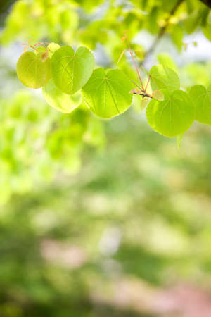 green leaves の写真素材