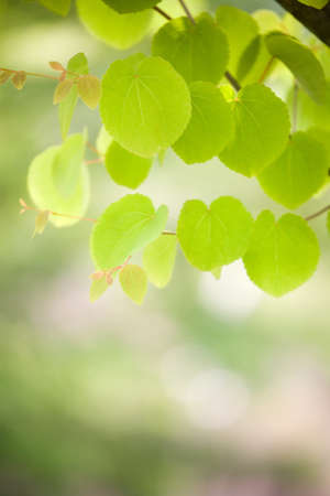green leaves の写真素材