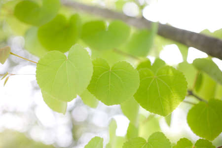 green leaves の写真素材