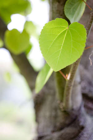 green leaves の写真素材