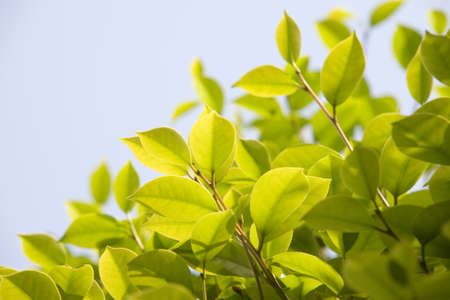 green leaves の写真素材