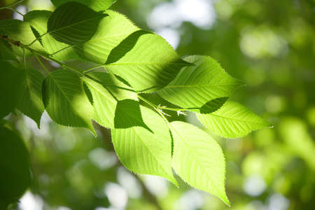 green leaves の写真素材