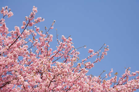 Cherry blossom in japan on springの写真素材