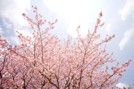 Cherry blossom in japan on springの写真素材