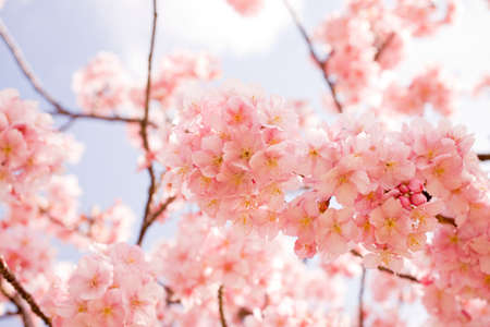 Cherry blossom in japan on springの写真素材