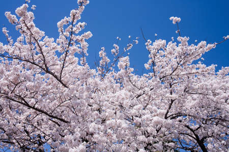 Cherry blossom in japan on spring