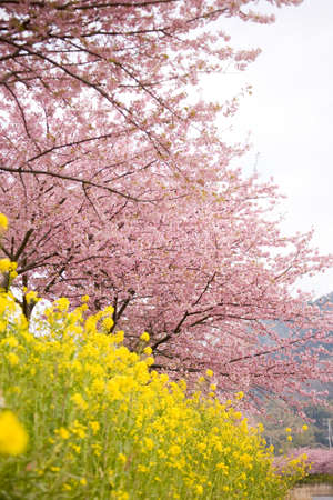Cherry blossoms and yellow flowers and river.の写真素材