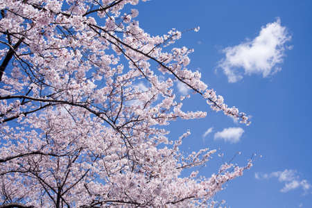 Cherry blossom in japan on springの写真素材