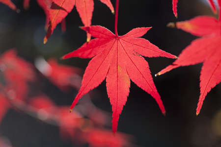 autumn leavesの写真素材