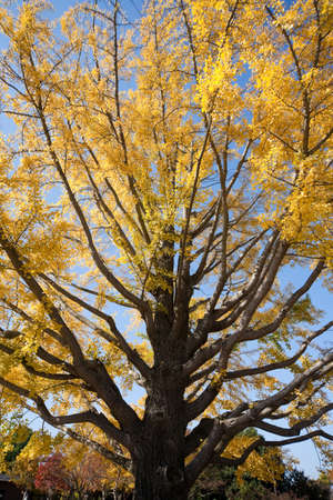 autumn leaves の写真素材
