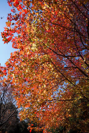 autumn leaves の写真素材