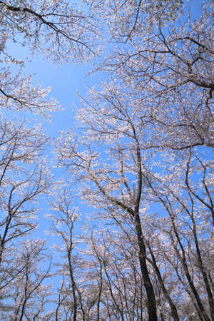 Cherry blossom in japan on springの写真素材
