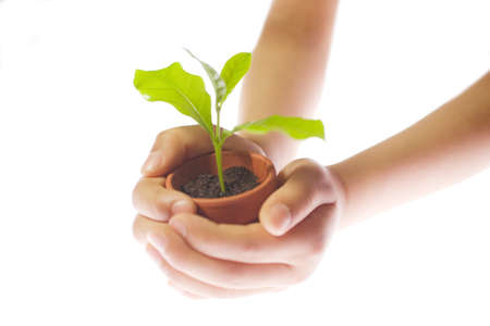 Plant in hand on white backgroundの写真素材
