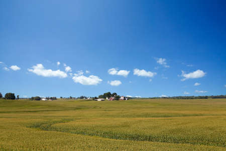 A rural American cornfield in Iowaの写真素材