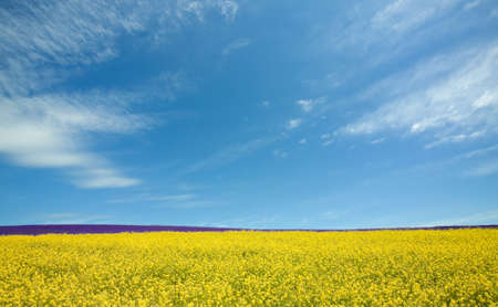 Flower field and blue sky with clouds.の写真素材