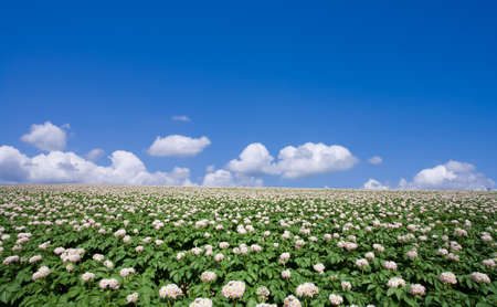 Potato fieldの写真素材