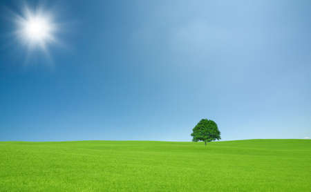 Green field with lone tree and white cloudの写真素材