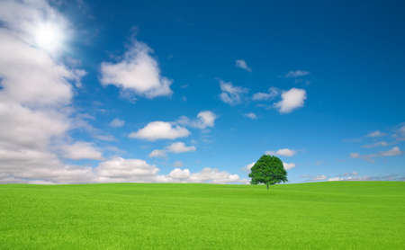 Green field with lone tree and white cloudの写真素材