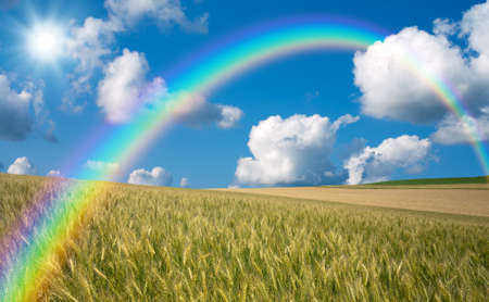 Golden wheat field with blue sky in background
の写真素材