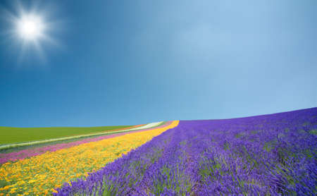 Flower field and blue sky with clouds.の写真素材