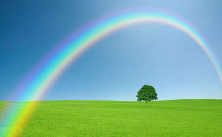 Green field with lone tree and rainbowの写真素材
