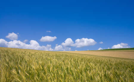 Golden wheat field with blue sky in background
の写真素材
