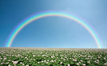 Potato field with sky and rainbowの写真素材