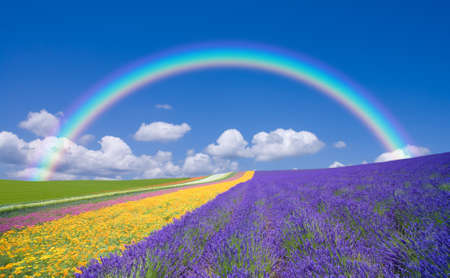 Flower field and blue sky with clouds.

の写真素材