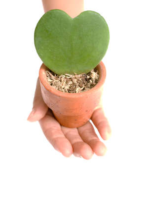 Heart shape plant in hand on white backgroundの写真素材