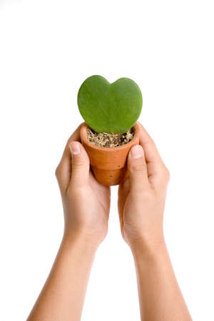 Heart shape plant in hand on white backgroundの写真素材