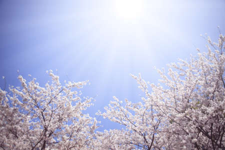 Sakura and sunlightの写真素材