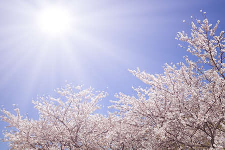 Sakura and sunlightの写真素材