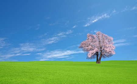 Sakura tree on the green hill.の写真素材