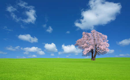 green hill and Sakura tree.の写真素材