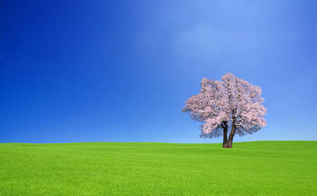 green hill and Sakura tree.の写真素材