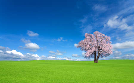 green hill and Sakura tree.の写真素材