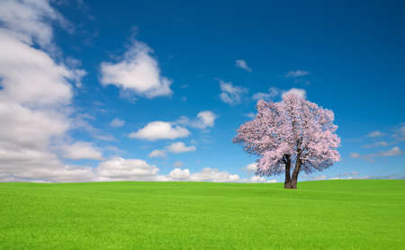 green hill and Sakura tree.の写真素材