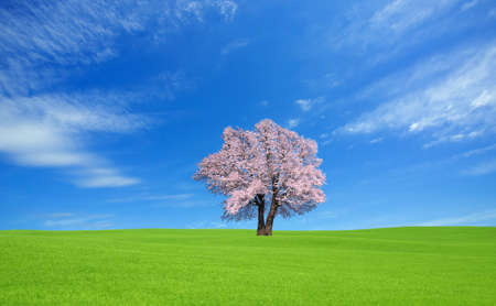 green hill and Sakura tree.の写真素材