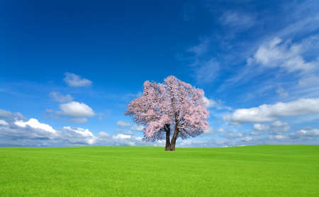 green hill and Sakura tree.の写真素材