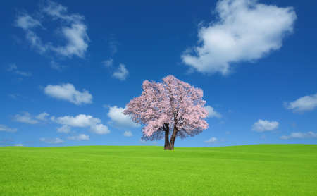 green hill and Sakura tree.の写真素材