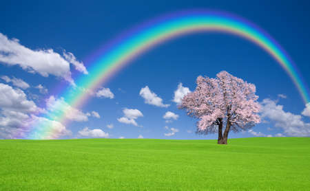 Sakura tree with rainbow on the green hill.の写真素材