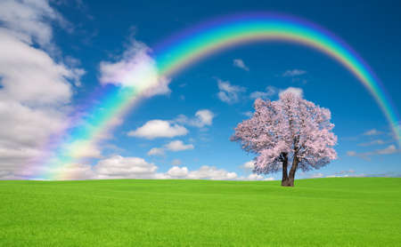 Sakura tree with rainbow on the green hill.の写真素材