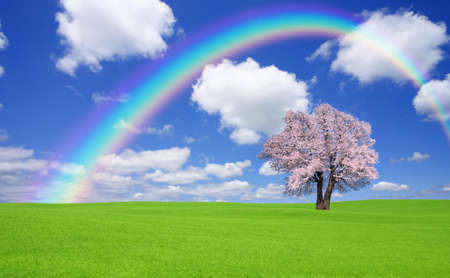 Sakura tree with rainbow on the green hill.の写真素材