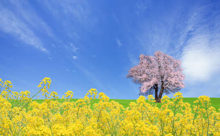 Sakura tree and rapeseedの写真素材