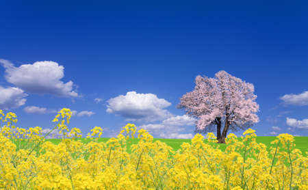 Sakura tree and rapeseedの写真素材