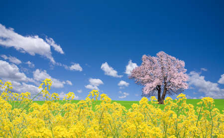 Sakura tree and rapeseedの写真素材