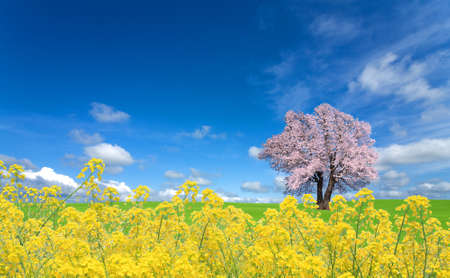 Sakura tree and rapeseedの写真素材